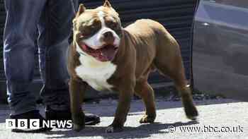 American bully dog show cancelled after BBC investigation