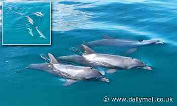 Stunning drone footage captures a huge pod of dolphins off the coast of Florida