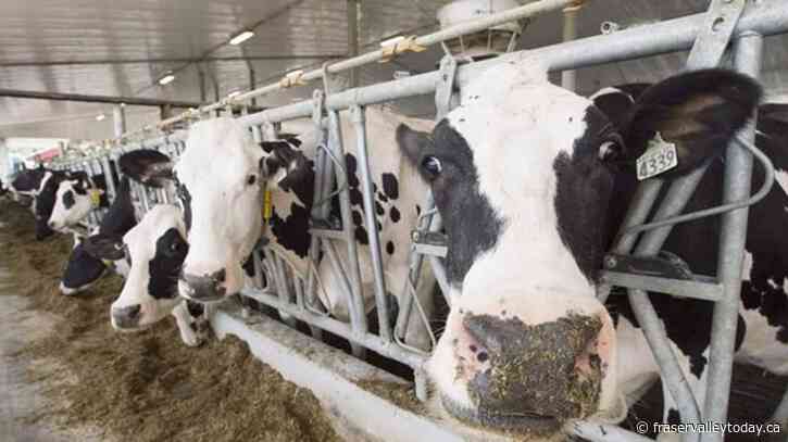 U.S. senators call for trade crackdown on Canada over dairy quotas, digital policies