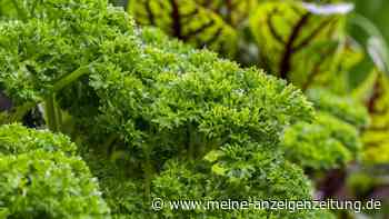 Giftpflanze des Jahres 2023 ist eines der beliebtesten Küchenkräuter