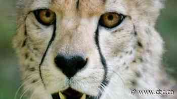 India to get 12 cheetahs from South Africa next month