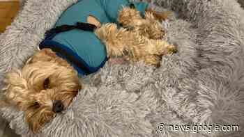 Brighton dog attack: Setback for cavapoo in recovery - The Argus