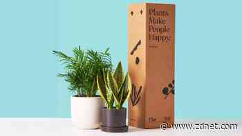 The 5 best plant subscription boxes of 2023