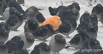 Dazzling orange pigeon shocks and confuses Toronto residents as ... - blogTO