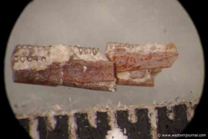 World's First Worm Dating Back 220 Million Years Ago Unearthed