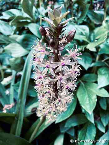 Unexpected pleasures in the garden - Stratford Beacon-Herald