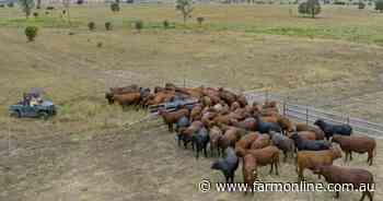 Wandoan cattle country heads to auction | Video
