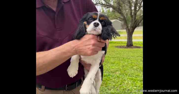 Sheriff 'Disgusted': Vengeful Nanny Allegedly Steals Family Dog and Sets It Loose After Being Fired
