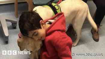 Dogs ease stress of children's surgery at hospital