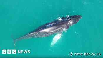 Whale sightings could indicate a population increase, expert says