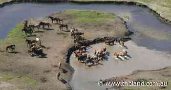 Feral brumbies rampant in Kosciuszko National Park
