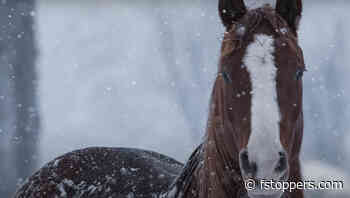 A Review of the Fujifilm XF 150-600mm f/5.6-8 R LM OIS WR Lens