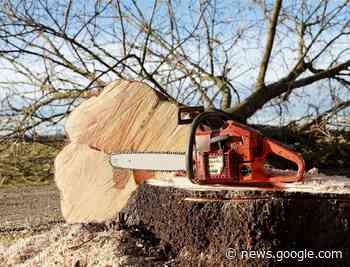 Bäume werden an der K 44 gefällt - Euskirchen - WochenSpiegel