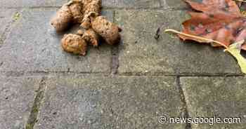 Streng toezicht op opruimen van hondenpoep en zwerfvuil in ... - Het Laatste Nieuws