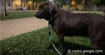 L'obbligo di "identificazione genetica" dei cani anche a Cuneo? - La ... - LaGuida.it