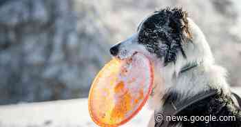 Was Grefrath, Kempen, Tönisvorst und Willich an der Hundesteuer ... - Rheinische Post