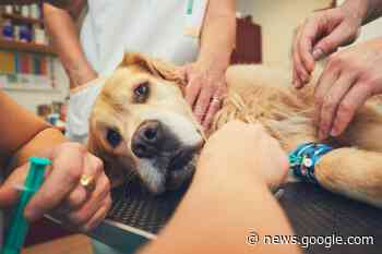 RISCHIO TRASFERIMENTO DEL SERVIZIO VETERINARIO DI ... - Latina Tu