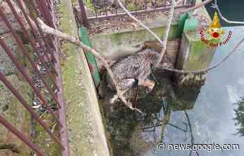 Lupo rischia di annegare in un corso d'acqua a Verona, salvato dai ... - Positano Notizie