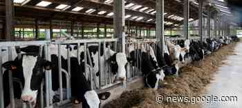 Vlaamse melkveehouders voeren productie flink op - NieuweOogst.nu