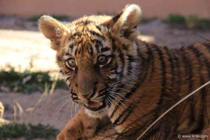ABQ BioPark names tiger cub found during investigation, prepares him to relocate