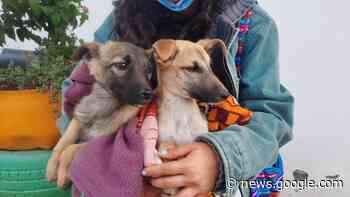 Abandonan a ‘perritos’ y ‘gatitos’ - Diario La Prensa Riobamba