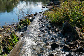 Half of NZ’s rivers blocked for migratory fish - The Bay's News First - SunLive