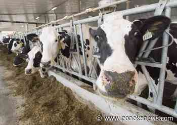 U.S. senators call for trade crackdown on Canada over dairy quotas, digital policies