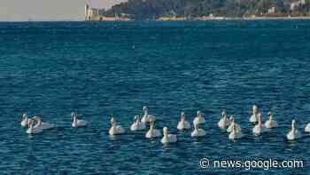 A Trieste lo spettacolo dei cigni in "gita" a Barcola - Il Piccolo