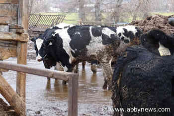 ‘Deplorable’ conditions lead to BC SPCA seizure of 129 cattle from B.C. rancher