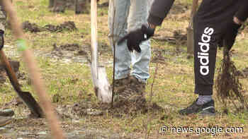 Mechelen krijgt extra groen: 3200 bomen geplant in Battel - RTV