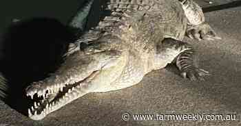 Cops hunt three metre crocodile in town's main street