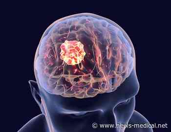 Treatment to boost white blood cells may benefit patients with glioblastoma