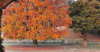 Longstanding 'favourite' tree felled as it was 'danger to public' - Birmingham Live