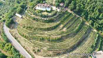 I vini dell cantina della Collina a Solofra - Luciano Pignataro