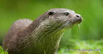 Wandeling Molsbroek in teken van otters en bevers - Het Laatste Nieuws
