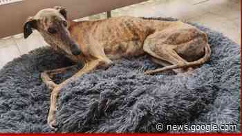 Merelbeke: vermiste Spaanse windhond – NUUS - NUUS