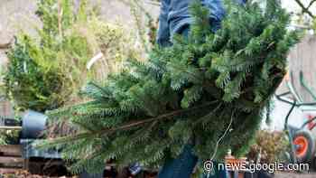 Alle Jahre wieder: Wo Sie Ihren Christbaum im Landkreis Lindau ... - Schwäbische