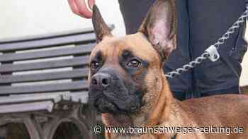 Peiner Fundtier: Chase sucht ein neues Zuhause