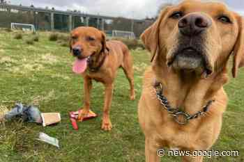 Business, Environment, Forfar, Human Interest, News | Call for ... - AngusWorld