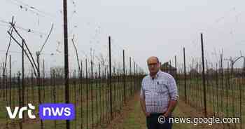 Teler uit Borgloon laat druivenranken 2,5 meter hoog groeien ... - VRT.be