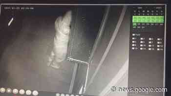 LADRI SCATENATI, IN VIA ALASSIO DUE SPACCATE IN UNA ... - Tvqui