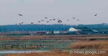 Provincie geeft groen licht voor recreatieve hotspot in de Uitkerkse ... - Het Laatste Nieuws
