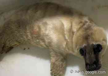 Sea Life Blankenberge herhaalt oproep om honden aan de leiband ... - KW.be