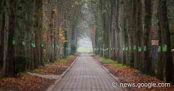 Vergunning voor heraanleg Mostheuvellaan vernietigd: “Grote ... - Het Laatste Nieuws