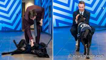Maple Leafs greeted by team dog, Bud, before game - NHL.com