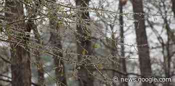 Durham under freezing rain warning Thursday - durhamradionews.com