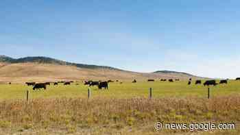 Crown land grazing rates frozen in Saskatchewan - paNOW