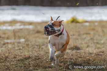 What is a restricted dog in Fort Saskatchewan? - FortSaskOnline.com