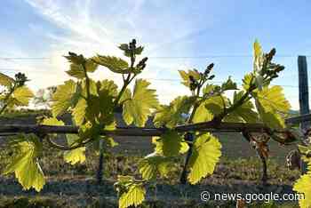 Initiative will Piwi-Weine als Zukunftsweine im Handel etablieren - TAGESKARTE