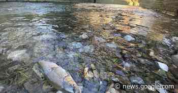 Hilden: Klärschlamm tötet Fische in Itter - Rheinische Post
